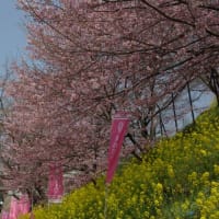 津山城の桜