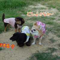ホットドッグが　いっぱい