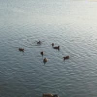 妖怪からは逃げるが勝ち？