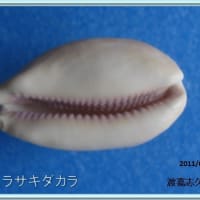 クチムラサキダカラ