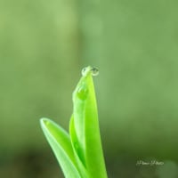 ギボウシの新芽に朝露ころころと♪