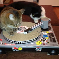 DJ　CATS