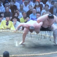 長谷寺でイワタバコ咲き始める　大の里11連勝で独走　由伸、エースの快投