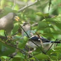 イカル、ヒヨドリ、ホオジロ