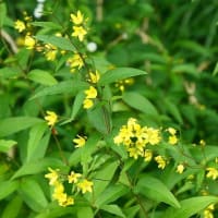 ボタンクサギとクサレダマ