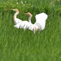 アマサギ