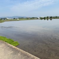 田植え前