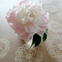 芍薬、小アヤメ、ジャーマンアイリス
