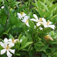 梅雨に咲く花たち