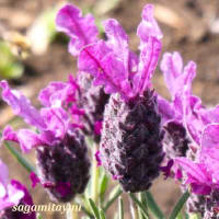 「モナの丘」では「ハーブの女王」といわれる「ラベンダー」が紫の花穂を！！