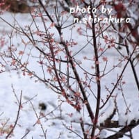 雪が来て