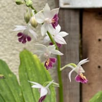 エビネの開花