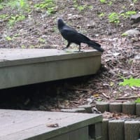 北大で野鳥観察