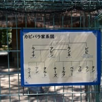 海の中道海浜公園は桜とネモフィラの競演！