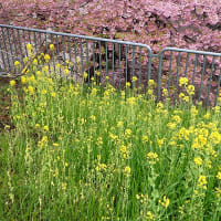 河津桜