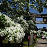 雪のような真白き花と遠い歴史に包まれた岡湊神社の初夏