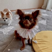 ワンちゃん柄のミニショルダーバッグ作りました♪