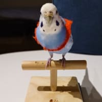 サングラスのレンズがなくなりました