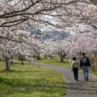 2025年お花見
