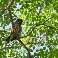 今年もアオバズクが来てくれました～♪♪