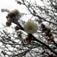 太宰府の雪化粧、開花は遅れ気味？