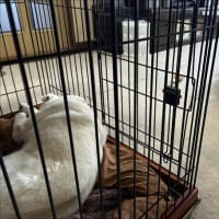 ひなた保育園と一人っ子みなと