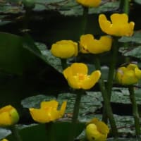 2025年6/16　ボラ作業・山野草