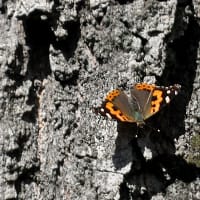 埼玉のムラサキツバメなど