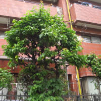 庭の梅の木をブロック。