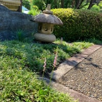 菩提寺の庭