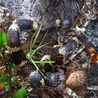 アカマタ？とオオヒキガエルの戦い！