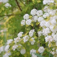 ５月に撮ったお花たち ⅱ