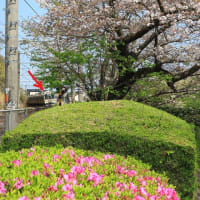 清水区興津　清見寺の桜と列車　その３（２０２４年４月）