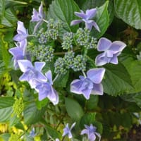 アジサイ（散歩コースの花）