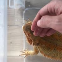 フトアゴヒゲトカゲの成長日記135日目～2ヶ月程！
