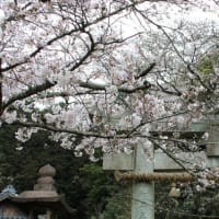 大好きな桜風景