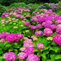 「相模原北公園」のアジサイ〜あじさい〜紫陽花の集合美！！