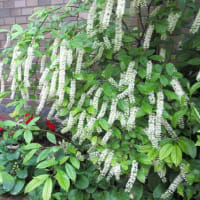 裏庭のその後と表花壇の様子