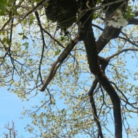 大島桜にメジロとヒヨドリ