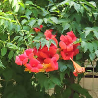 花散歩・ノウゼンカズラ / 凌霄花