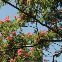 あじさいの花咲く小道