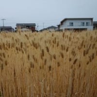 麦秋