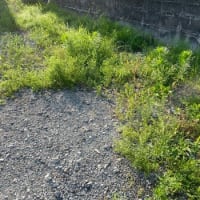 ６/１９（木）、６/２０（金）駐車場の除草準備　&　新しい畝完成　&　ミニトマト　一株　変だぞ！