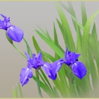 カキツバタの花数が増えた