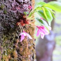 植物を楽しんで、お散歩