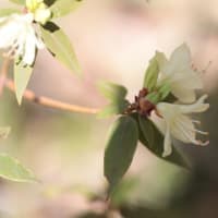 神代植物公園でみつけた春（クロモジの花を探せ）・・・　Spring found at the Jindai Botanical Garden　