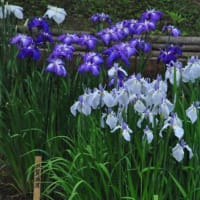 明治神宮御苑　　花菖蒲田に1500株のきれいな花菖蒲　　　5