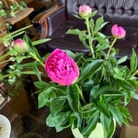 大谷芍薬園