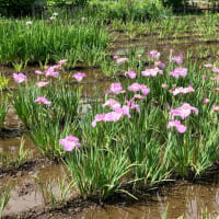 上尾丸山公園　花菖蒲