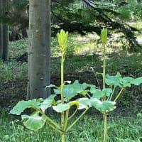 オオウバユリ　　～　　豊平公園